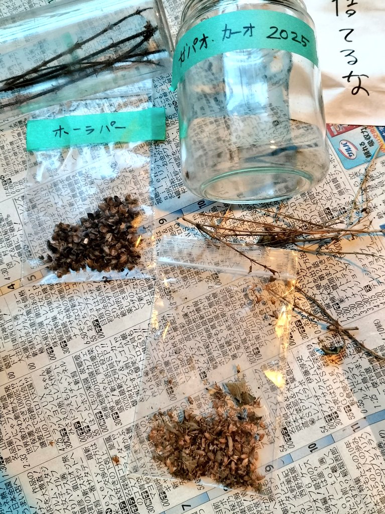 coi_san's tweet photo. 2026/04/14
ホーラパー　ガパオカーオ
別の窓辺からまた穂が出てきた。こちらの方が熟してるように見える。
もう２本謎のバジルの穂があるが今となっては品種不明、香りが甘いからカプーアトゥルシー?
#ウチのハーブ https://t.co/M2AhAlc0Vn