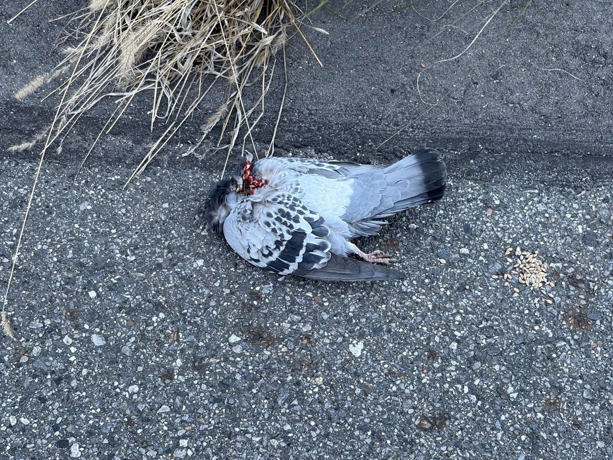 イカ師匠「イカクラー」 tweet media