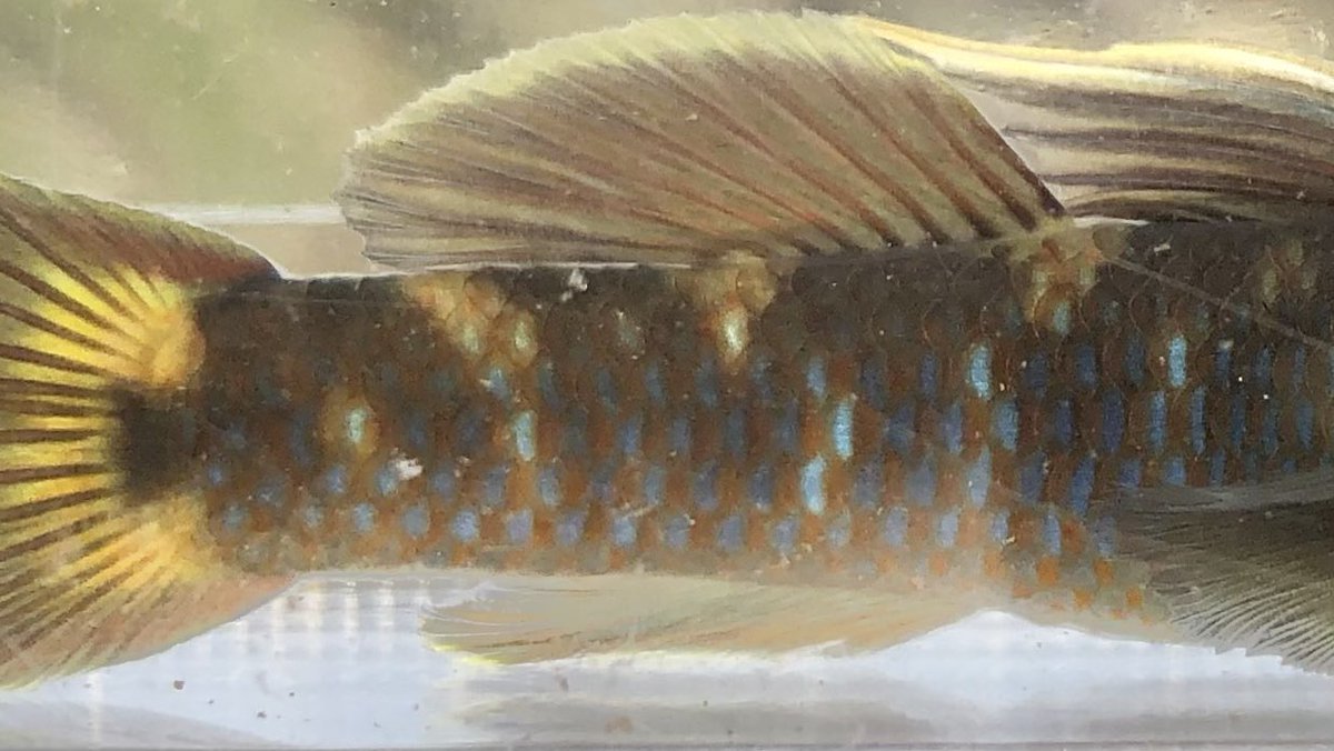 シーラカワスの鱗とサメ🦈 tweet media