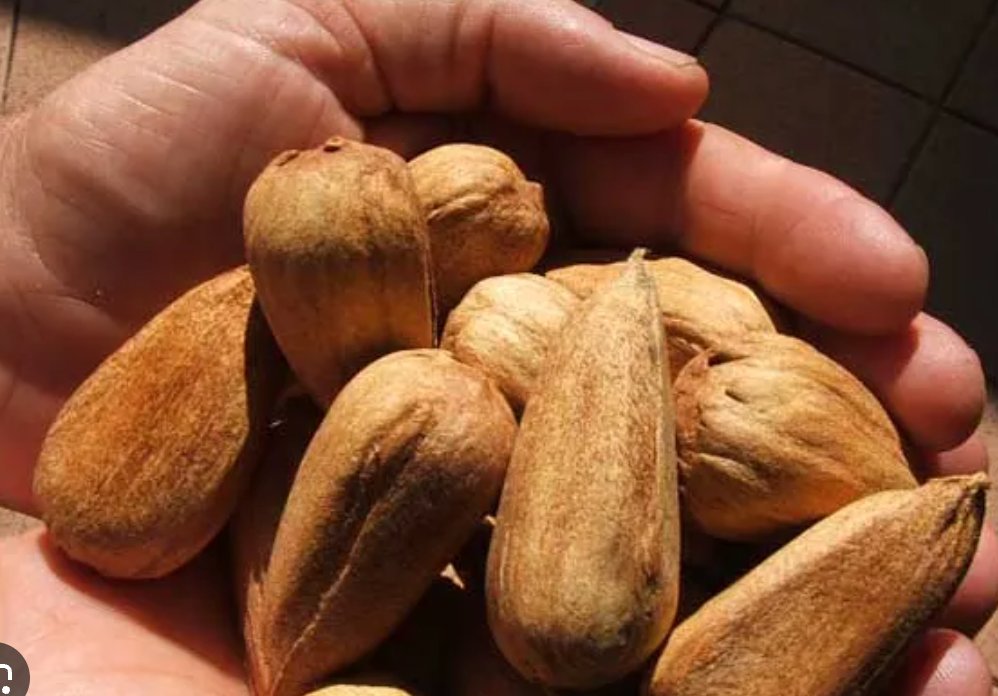 잣가치 tweet media