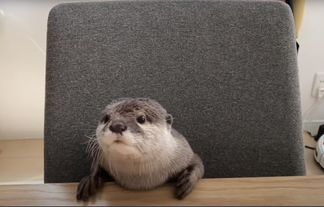 Steve’s confidence is running slightly ahead of his ability again.