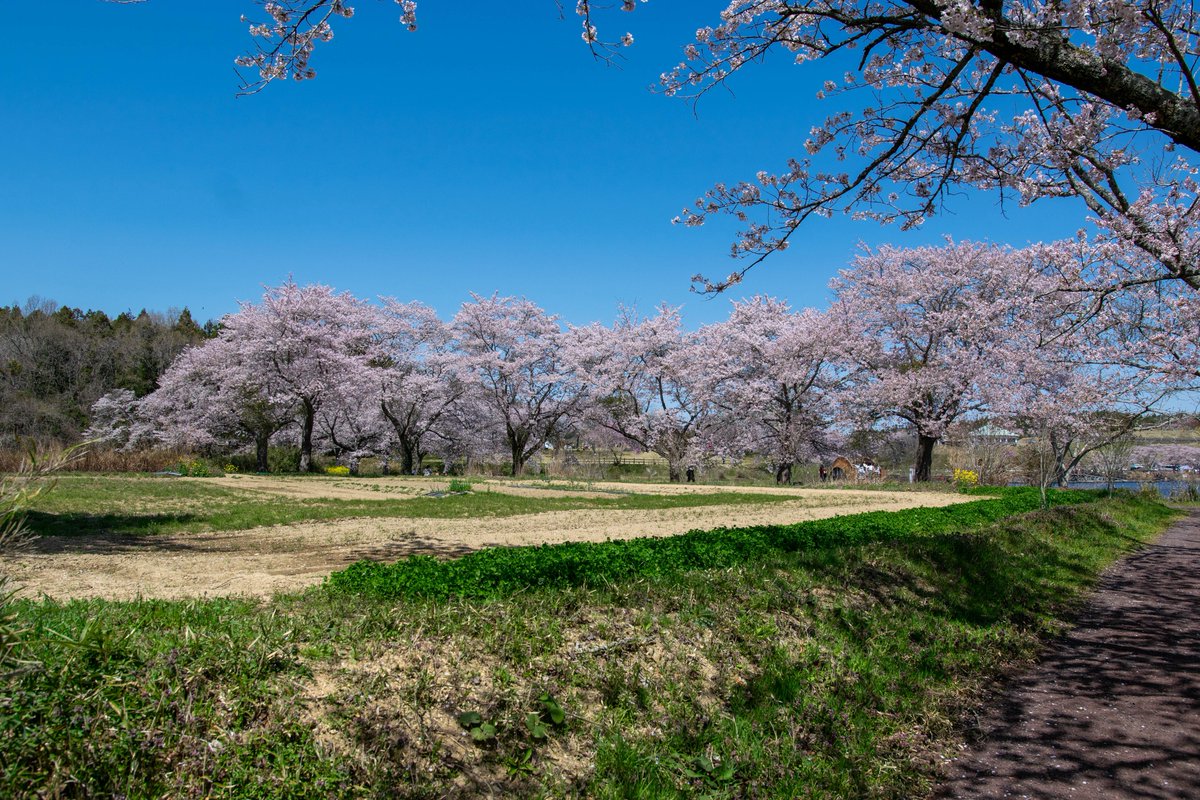 O2_zaki's tweet photo. 🌸平筒沼、満開です。
どこまでも続く桜並木、春に包まれる時間。

ただ歩くだけで、ちょっと特別な一日になる。

#平筒沼 #桜満開 #桜並木 #春の景色 #登米市 https://t.co/86piHJhMpA