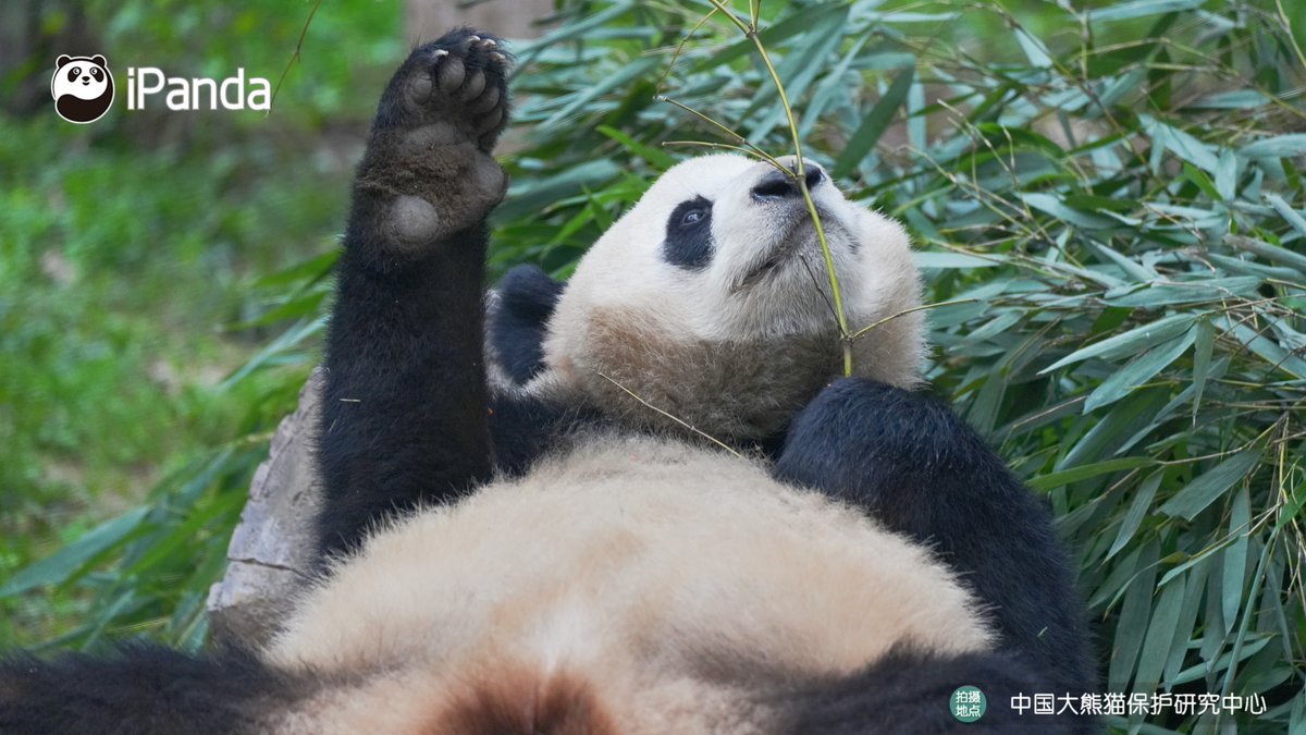 ipandacom's tweet image. Listen up - this bamboo tastes amazing. Too bad you humans can't get it.  (Qing Ling)  

#PandaPic #CCRCGP #PandaLife   

For more panda information, please check out: en.ipanda.com