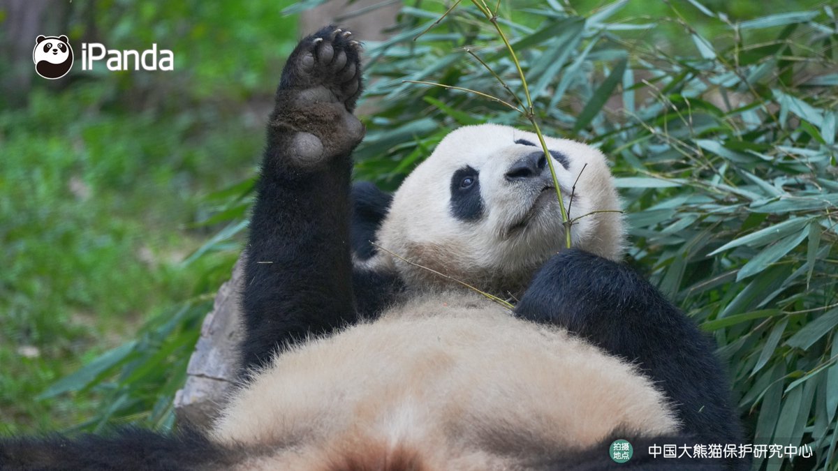 ipandacom's tweet image. Listen up - this bamboo tastes amazing. Too bad you humans can't get it.  (Qing Ling)  

#PandaPic #CCRCGP #PandaLife   

For more panda information, please check out: en.ipanda.com