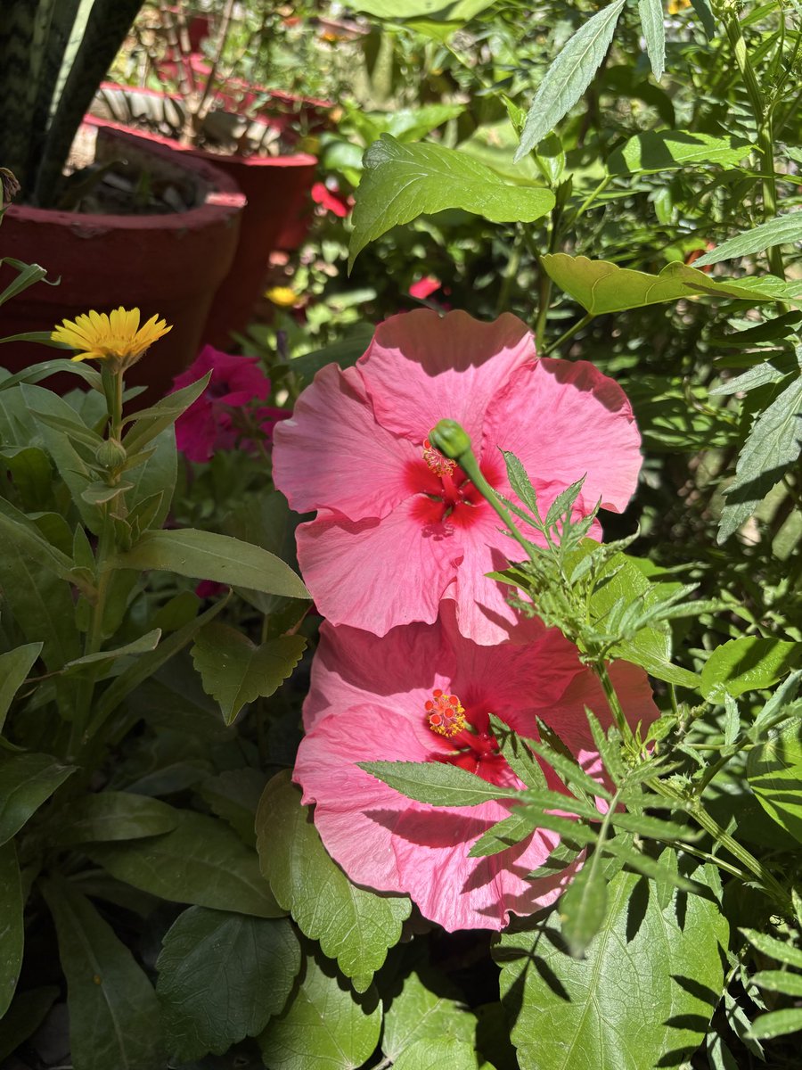 Faraz__Iqbal's tweet image. Two #pink #hibiscus bloom side by side,
In my #garden where soft breezes glide.
Their petals blush in morning light,
Dancing gently, a graceful sight.

They sway in rhythm, calm &amp;amp; free,
Like whispered songs upon a tree.
In quiet #beauty, they softly gleam,
A tender pair from