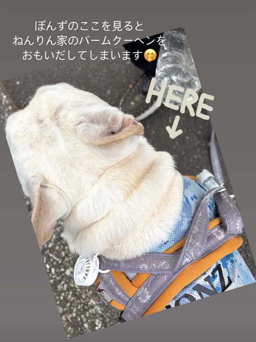 すぅ🍀神奈川(東京ﾗﾑｽﾄｰﾘｰ) tweet media