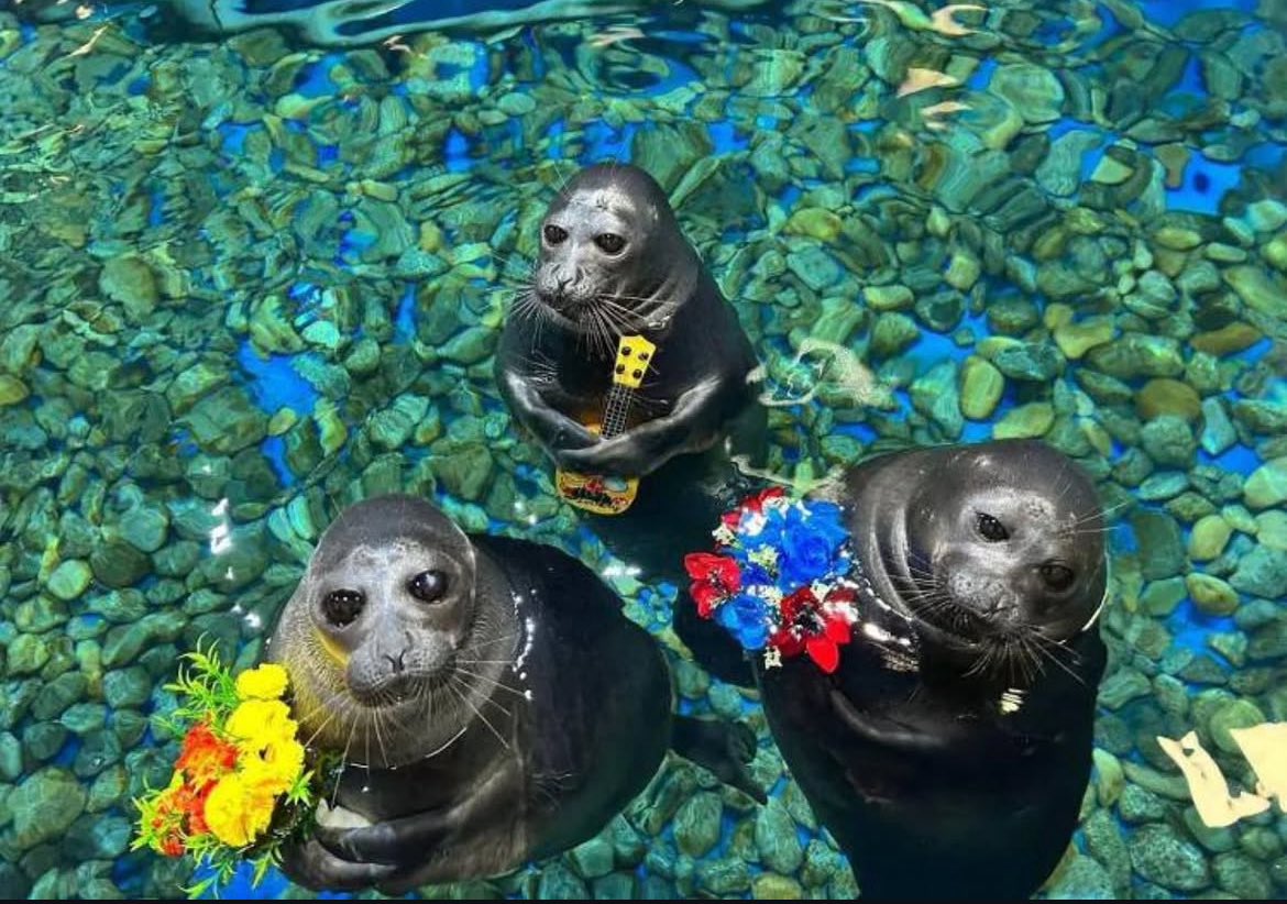 NOELLE 🦭 tweet media