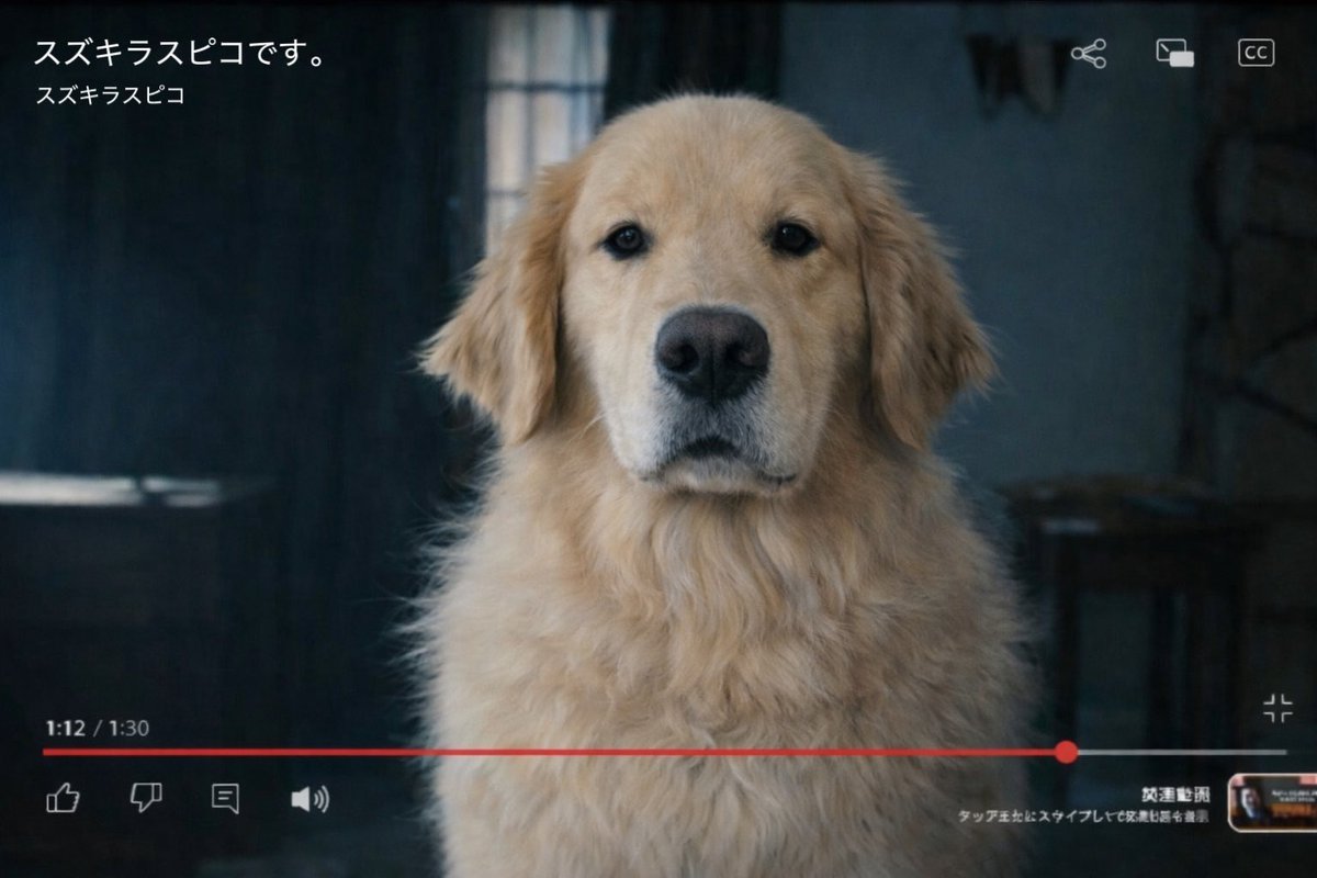 大型犬カフェGRAND MOU《ぐらんむー》 tweet media