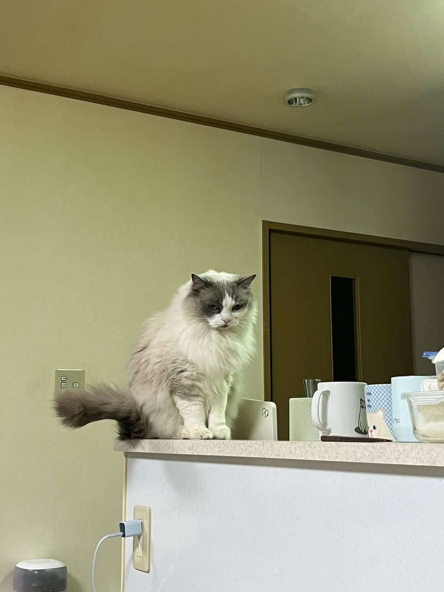 るる＆らら tweet media