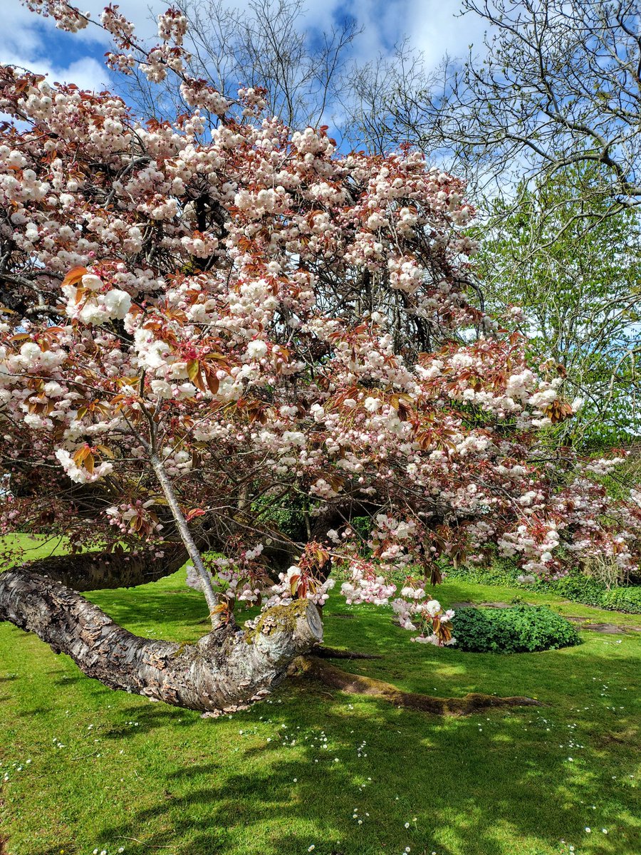 brightnewvensa's tweet image. 🌤️

🌿🌸
     🌿🌸🌸🌸
              🌸🌸

The #Spring has come,
to show us. how Beautiful things can be.
Like never ending abundance of #Flowers
blooming on my glorious little #Tree.

#gardenersworld
#thicktrunktuesday