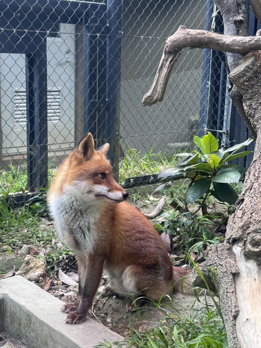 沖縄こどもの国 Okinawa Zoo & Museum(公式) tweet media