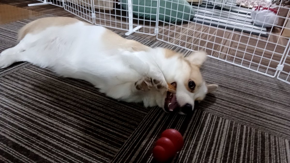 ミカネット(コーギー犬コロネ🐶) tweet media