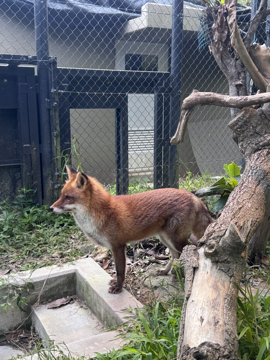 沖縄こどもの国 Okinawa Zoo & Museum(公式) tweet media