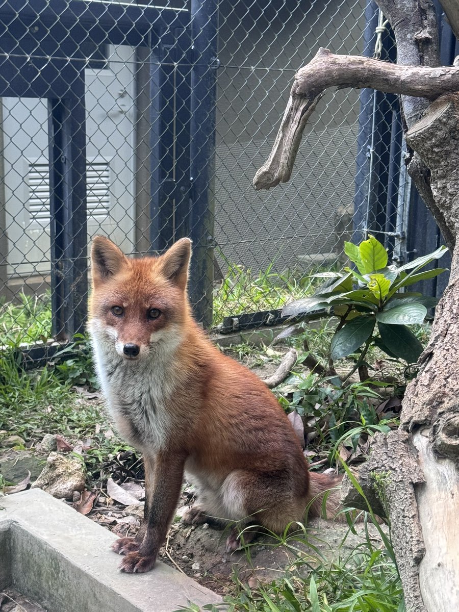 沖縄こどもの国 Okinawa Zoo & Museum(公式) tweet media
