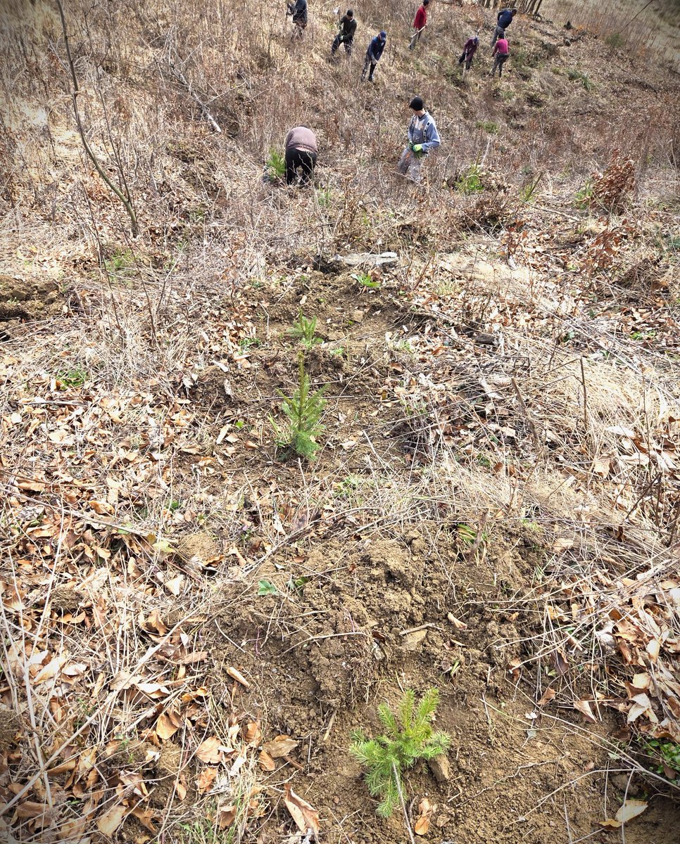 RNP_Romsilva's tweet image. 📸🌱 Lucrări de împăduriri la Ocolul Silvic Marginea din cadrul #Romsilva, cu ajutorul muncitorilor zilieri. Lucrările de împădurire s-au realizat în teren în pantă, prin executarea gropilor și plantarea puieților în condiții specifice de stațiune

#România #forestry #păduri