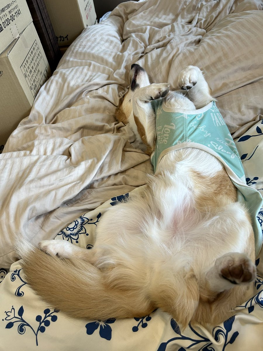 corgi_ridill's tweet photo. 無事に東京コーギーズ多摩支部にお引越ししました。
本当にリディルはよく頑張りました。
パパが散歩に連れて行ったら、初めて見るお年寄りの買い物カートにビビリ散らかして、知らないおっちゃんから「その子保護犬？」と言われたそうですw
#コーギー
#コーギーのいる暮らし
#過保護犬かもしれません https://t.co/JFeN2uApBp