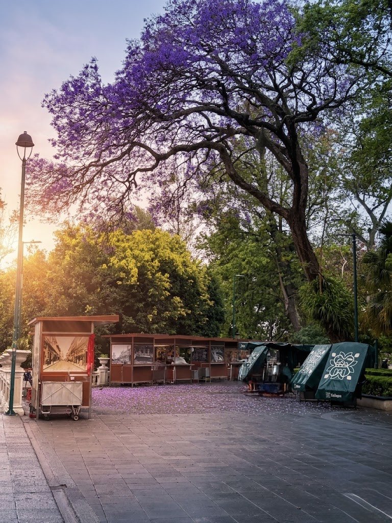 danielfcarrion's tweet image. 🌅 ¡BUENOS DÍAS, XALAPA! ☀️
No hay nada como ver despertar nuestra ciudad. Hoy recibimos el día con los colores del amanecer y la mejor actitud, agradeciendo cada oportunidad de capturar la belleza que nos rodea. 📸✨

#ActitudPositiva #Fe #Jacarandas #XalapaEnFotos