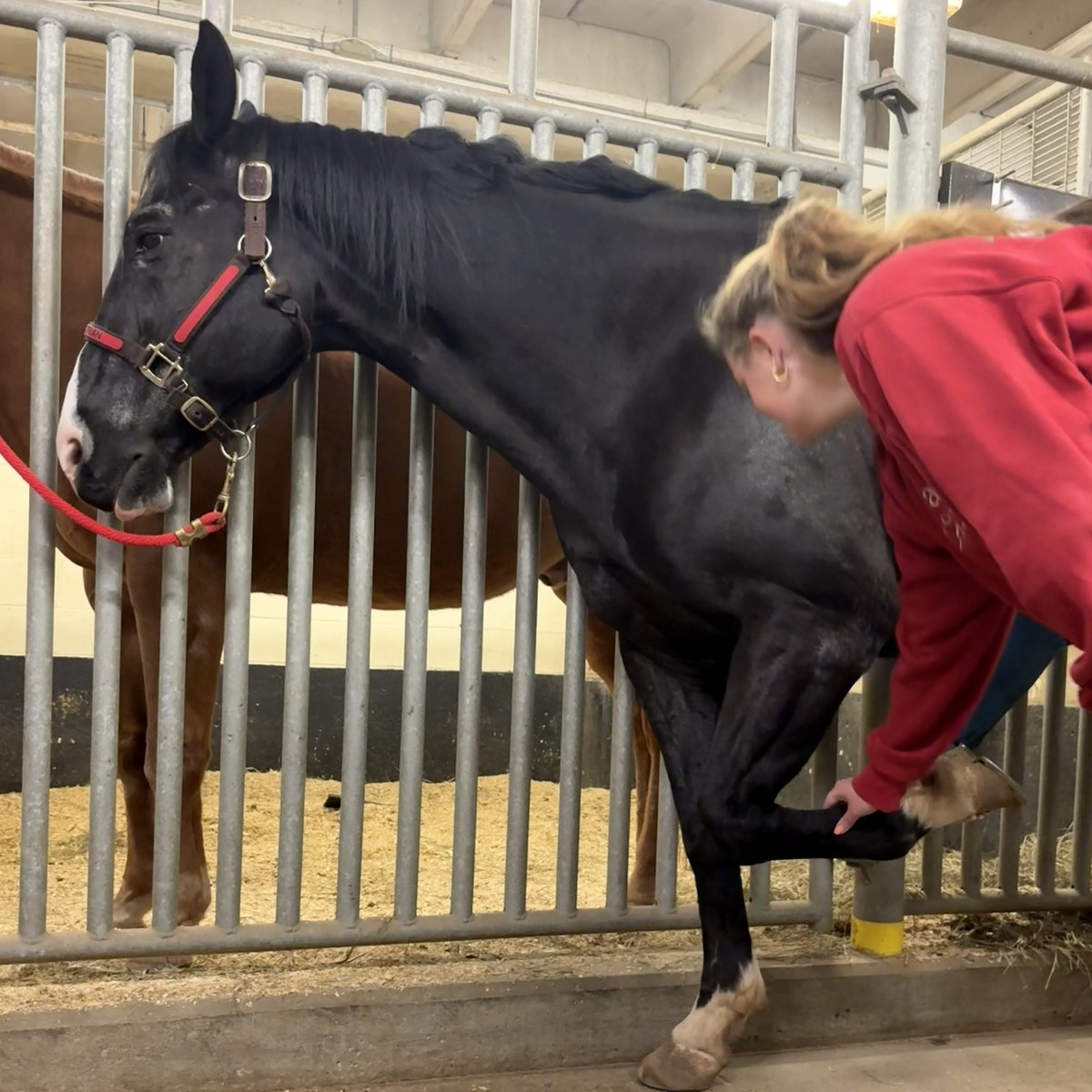NE School of Vet Medicine & Biomedical Sciences tweet media