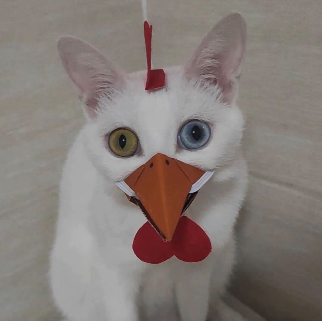 maizi.lens(🌸, 🌿) tweet media