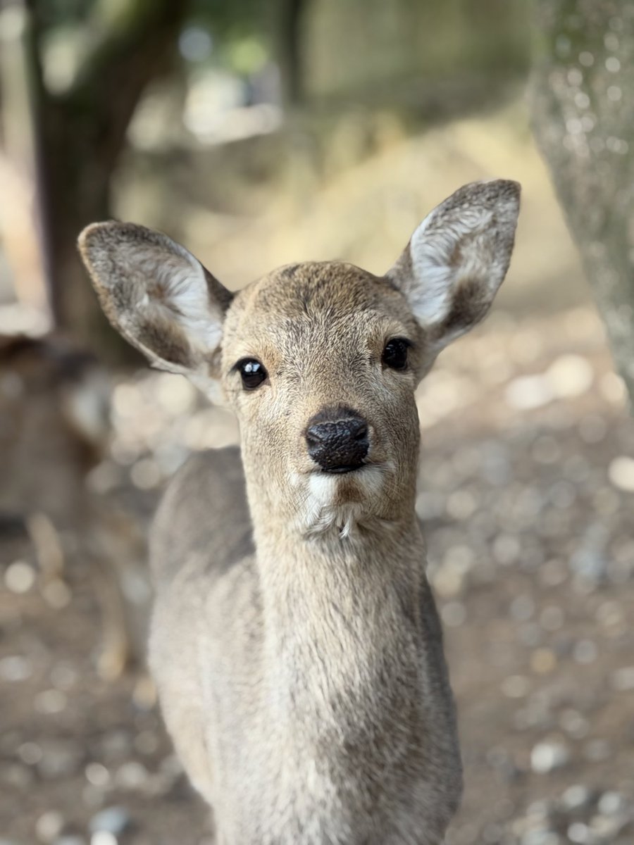 心奈良　cocoro nara tweet media