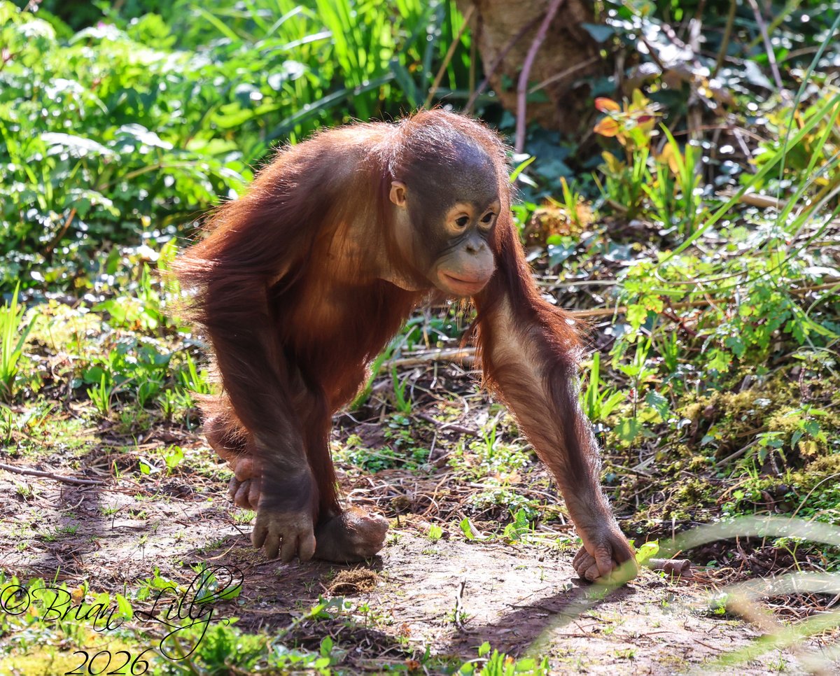 brglilly's tweet image. Ranbi coming out onto the island @PaigntonZoo #orangutan #primates