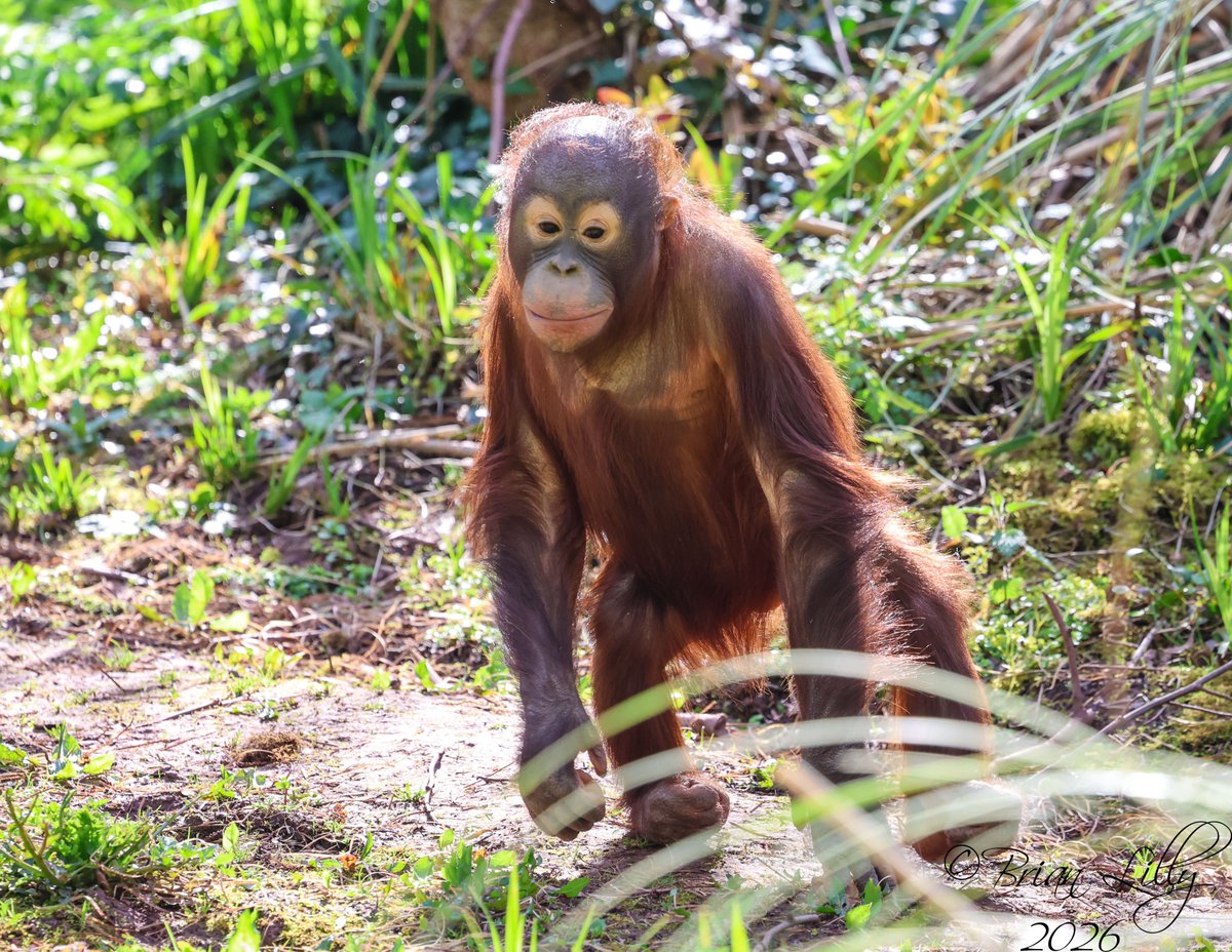 brglilly's tweet image. Ranbi coming out onto the island @PaigntonZoo #orangutan #primates