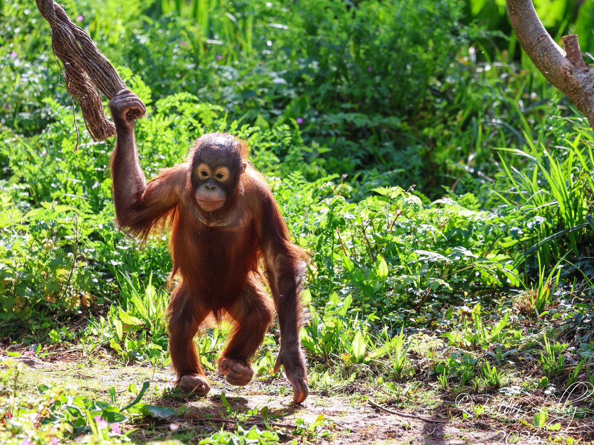 brglilly's tweet image. Ranbi coming out onto the island @PaigntonZoo #orangutan #primates