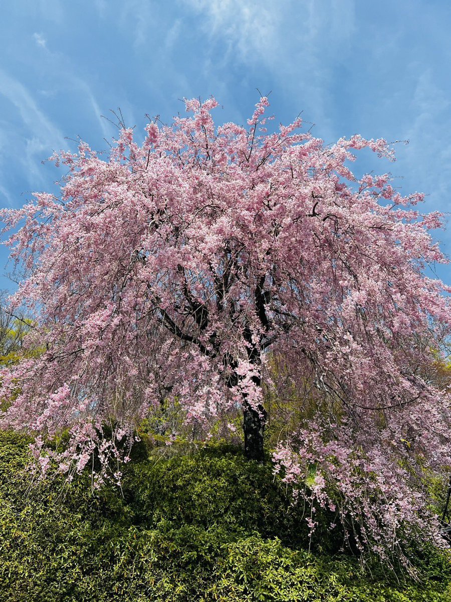 FreebirdTokyo's tweet photo. 父の命日
墓参に訪れると見れるしだれ桜

来年も母と来れることを願う https://t.co/xJrIdAtrHn