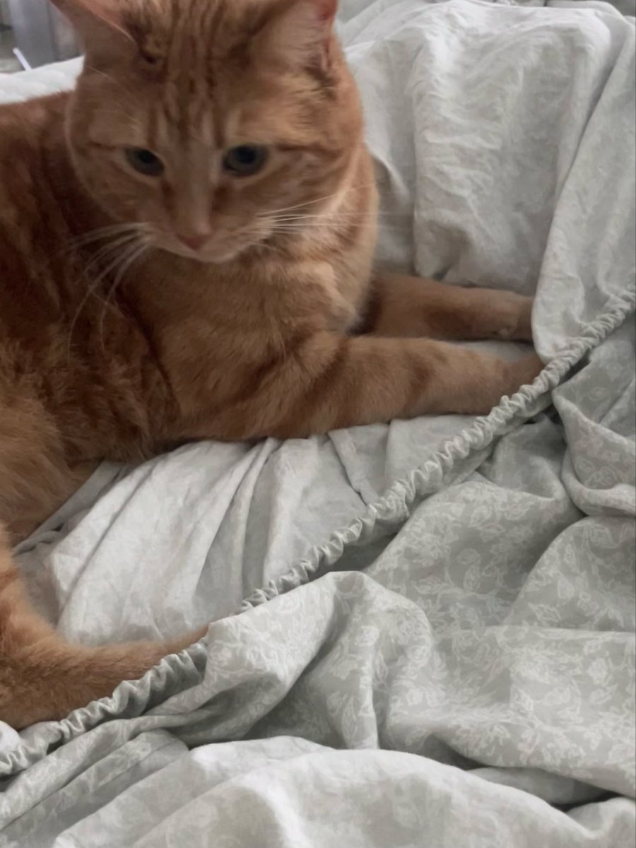 Trying to change the sheets with cats is always an experience 🙄