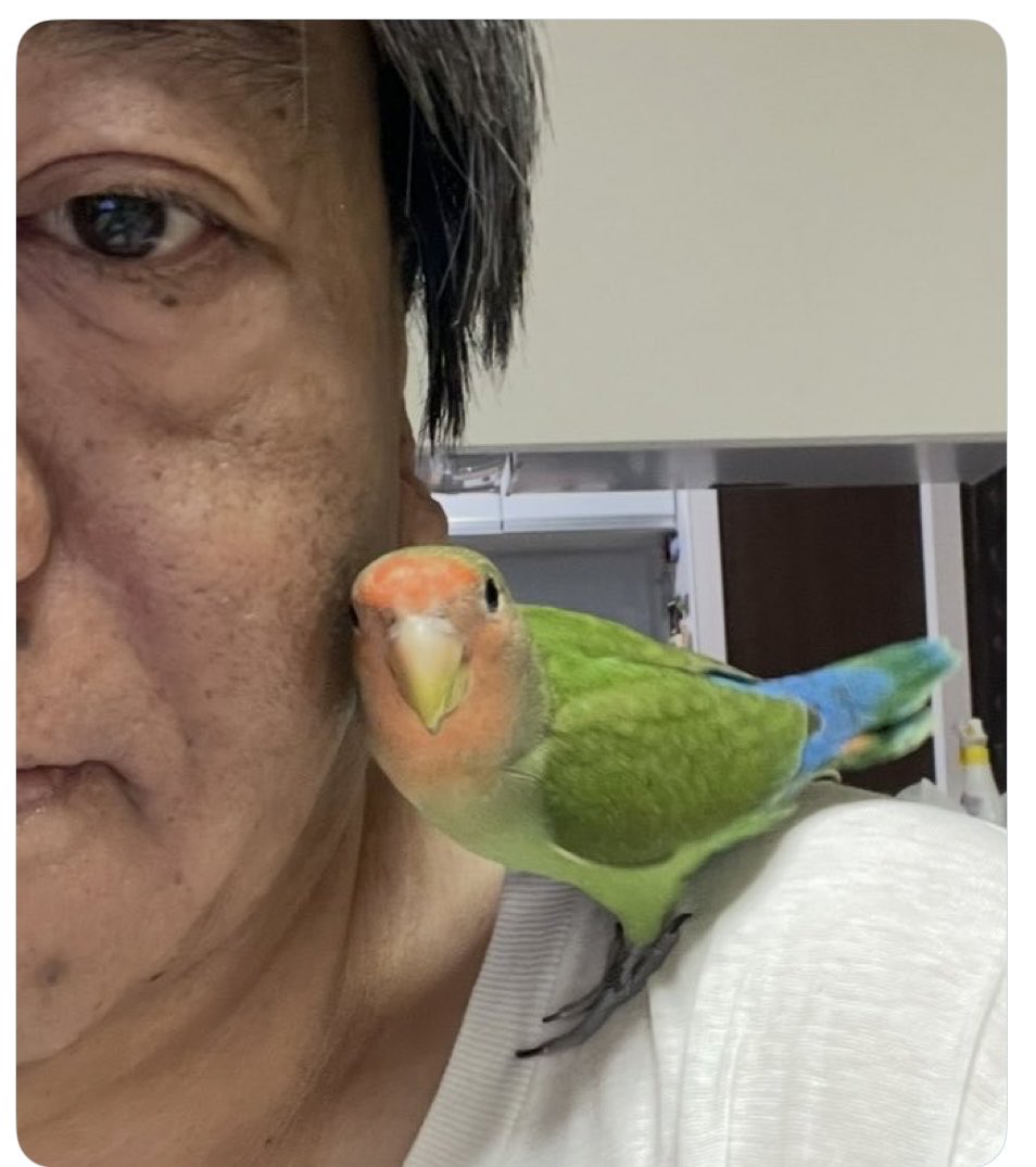 迷子のコザクラインコくぅちゃん tweet media