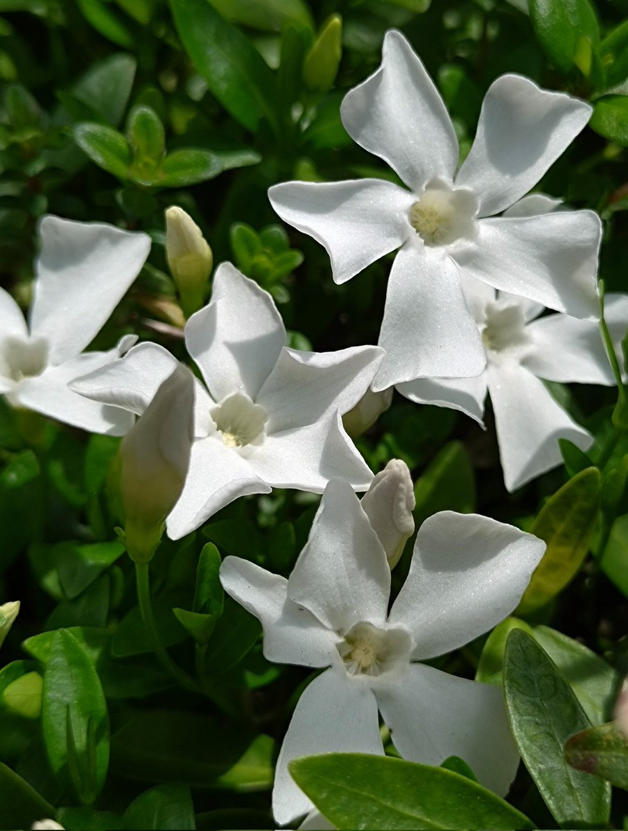 お日様出ると嬉しいね🌼🎵

#花
#ガーデニング
#ビンカミノール
#花のある暮らし