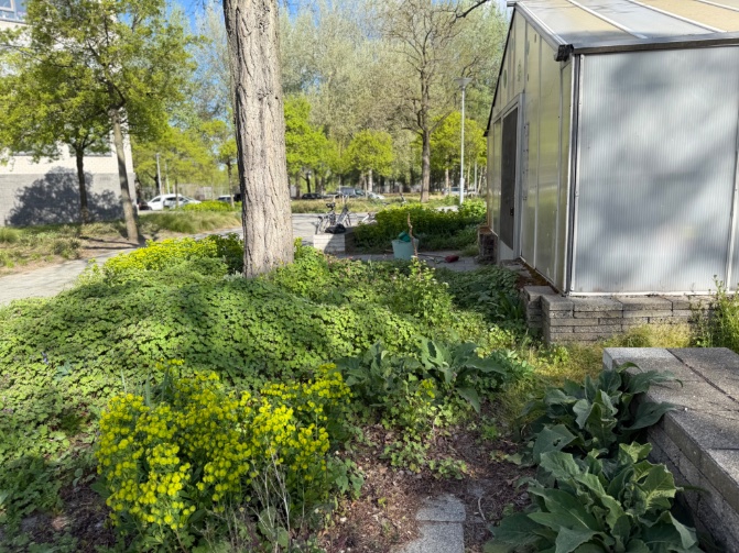 rinibiemans's tweet photo. Je ziet nu al veel verschillen tussen het regulier beheer (eerste foto) en het nieuwe ecologisch beheer volgens de #biocrow Veel meer variatie en geen blote aarde. #jalonplein #inheems #biodiversiteit #rotterdam https://t.co/t9YJZW52Zj