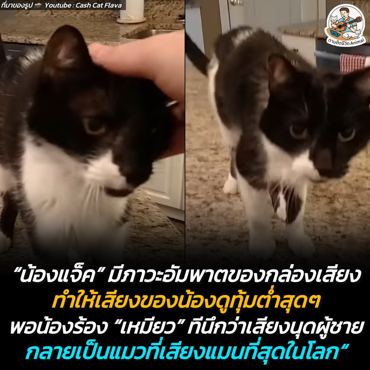 ตามติดชีวิตAnimal tweet media