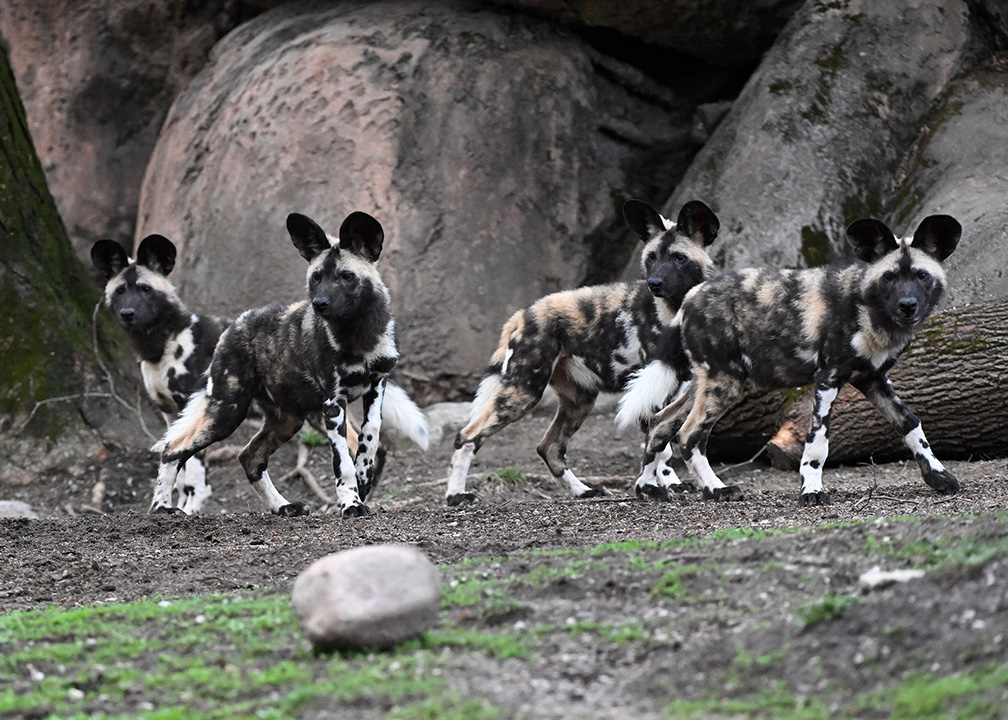 zoos_aquariums's tweet photo. πΎ What has 20 oversized ears, tail-wagging around the clock, & a whole lot of personality? The litter of #AfricanPaintedDogs at @Brookfield_Zoo! πΆ In Connect, more about the new puppy pack in #Chicago: https://t.co/qI5SlathcZ. #PaintedDogs #BrookfieldZooChicago #Zoo https://t.co/uwO8J1SdT5