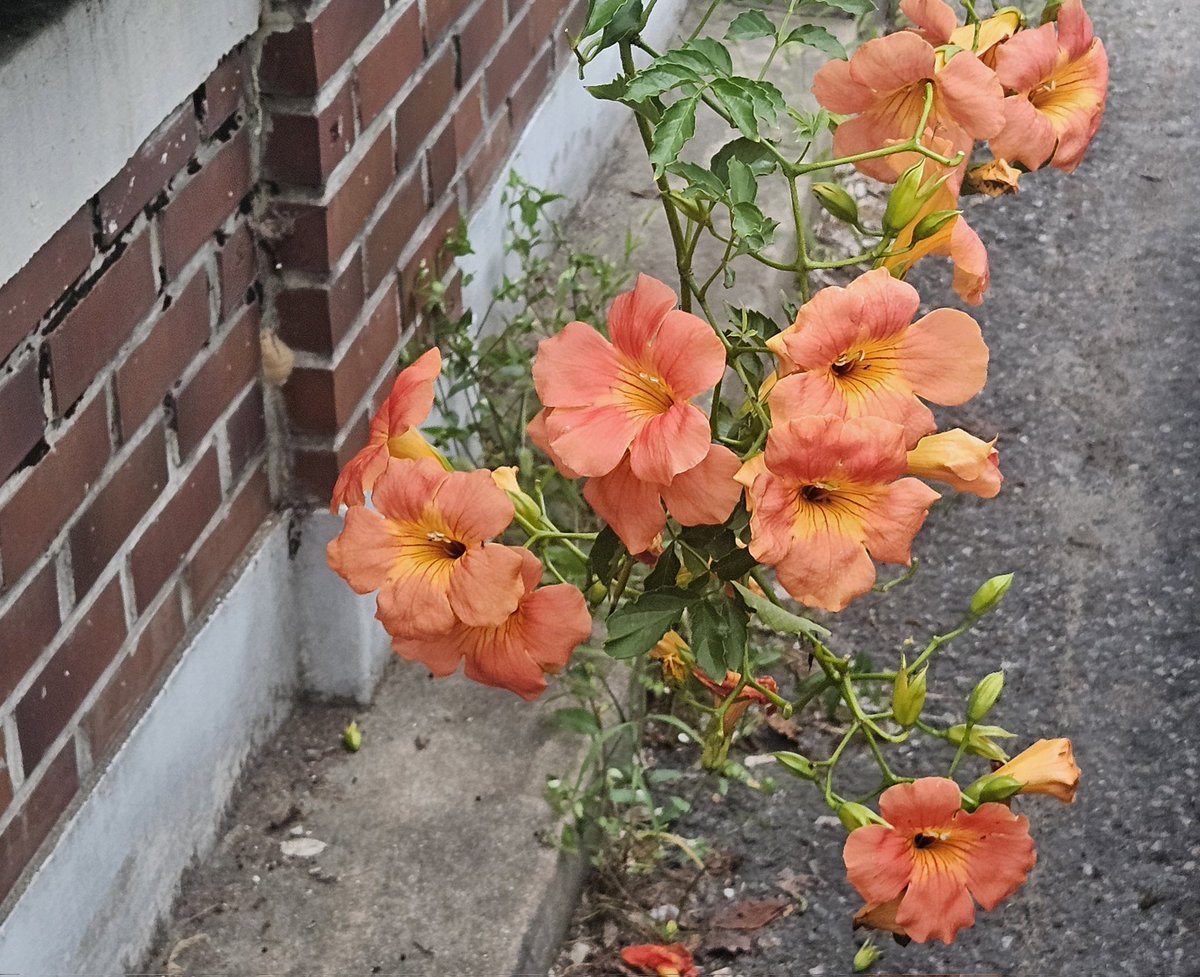 모히피 tweet media