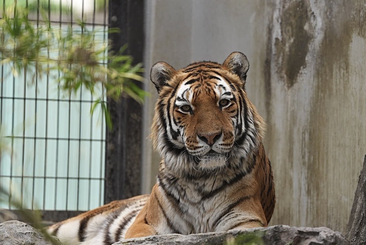 しろねこ tweet media