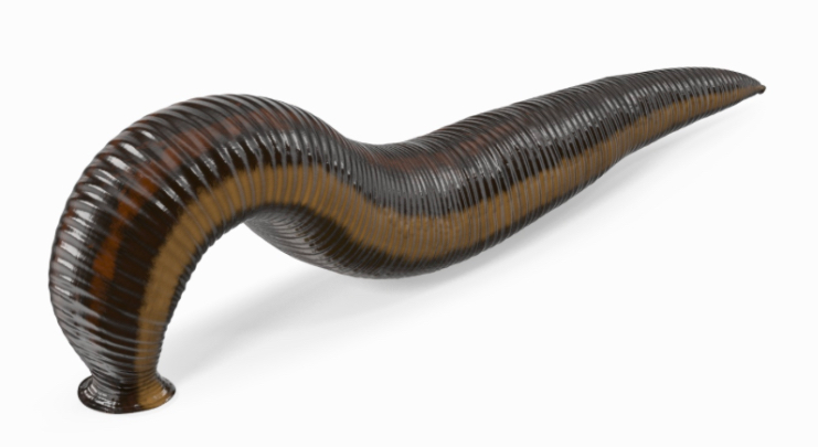 Giordano Bruno tweet media