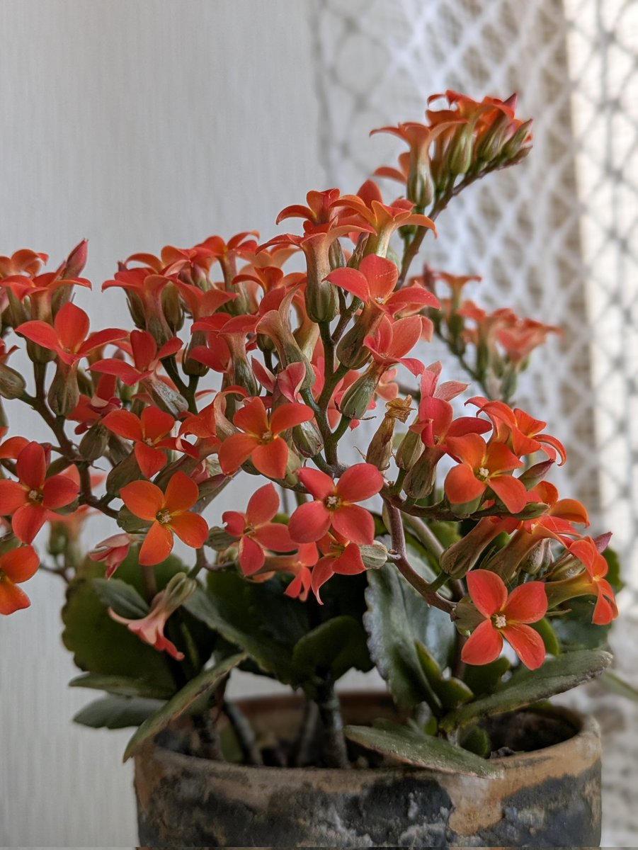 北大路公子 tweet media