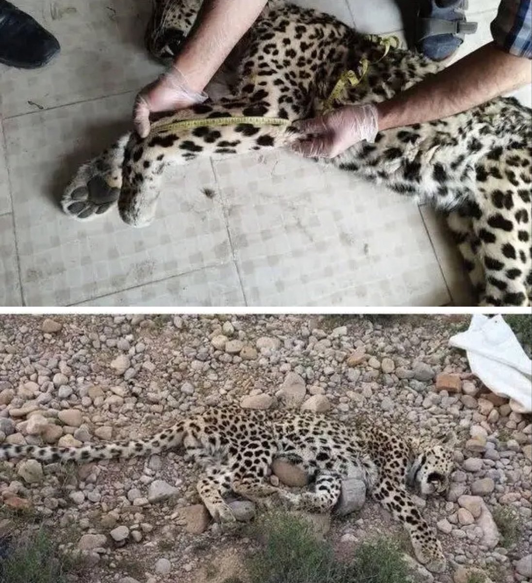 فلات ایران tweet media