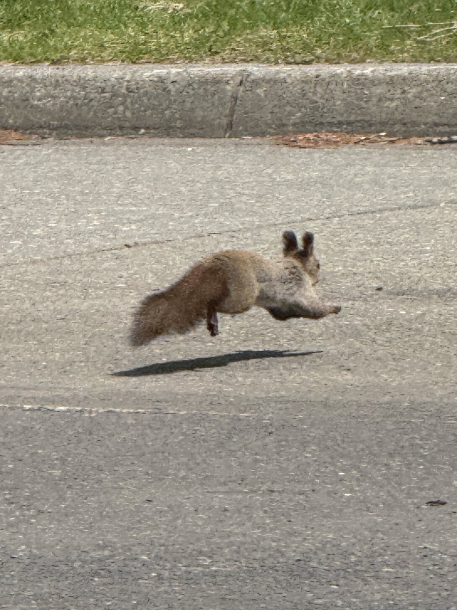 ザウルス1 tweet media