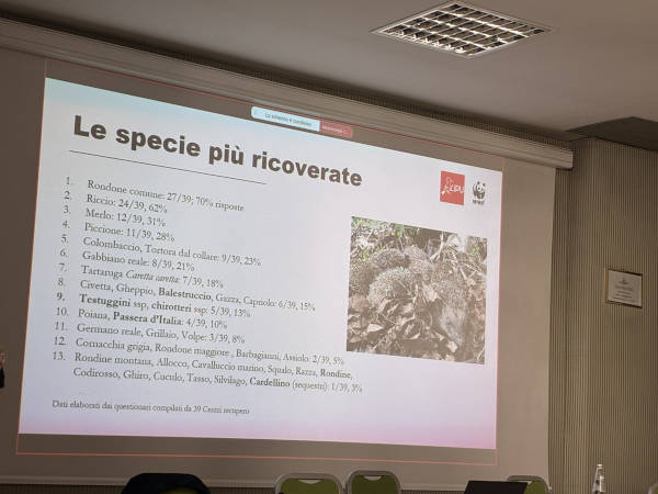 WWF_Roma's tweet photo. @Roma :il 10 u.s si è svolto il 1 Convegno Nazionale #recupero della fauna selvatica organizzato @LipuODV e @WWF.I CRAS curano oltre 150.000 animali l’anno,presidio di valore per la salute pubblica. Si crei un sistema nazionale per recupero fauna selvatica https://t.co/y0Mncr0B49 https://t.co/AVLWpfsBlm