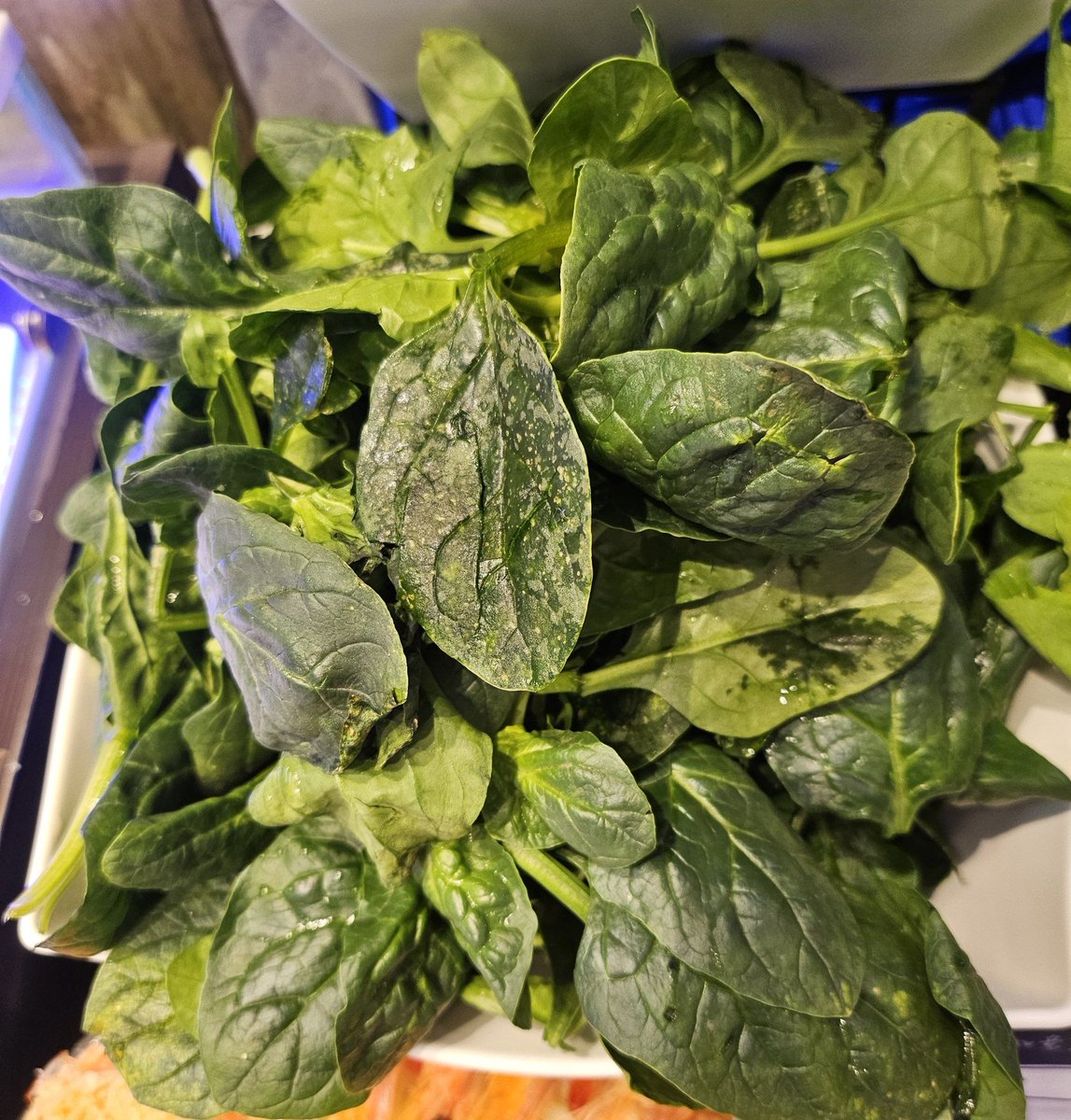 Lokesh Chajed tweet media