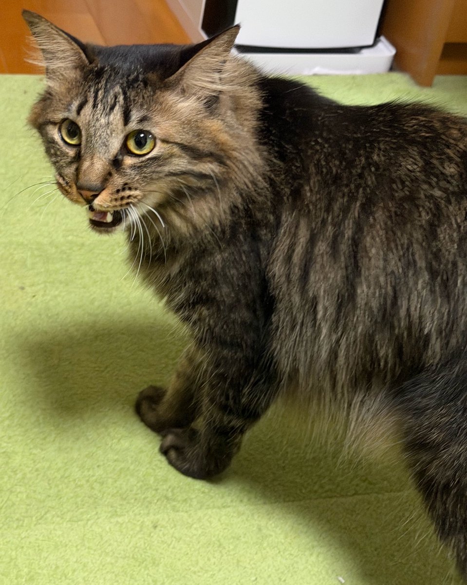 さねあつ tweet media