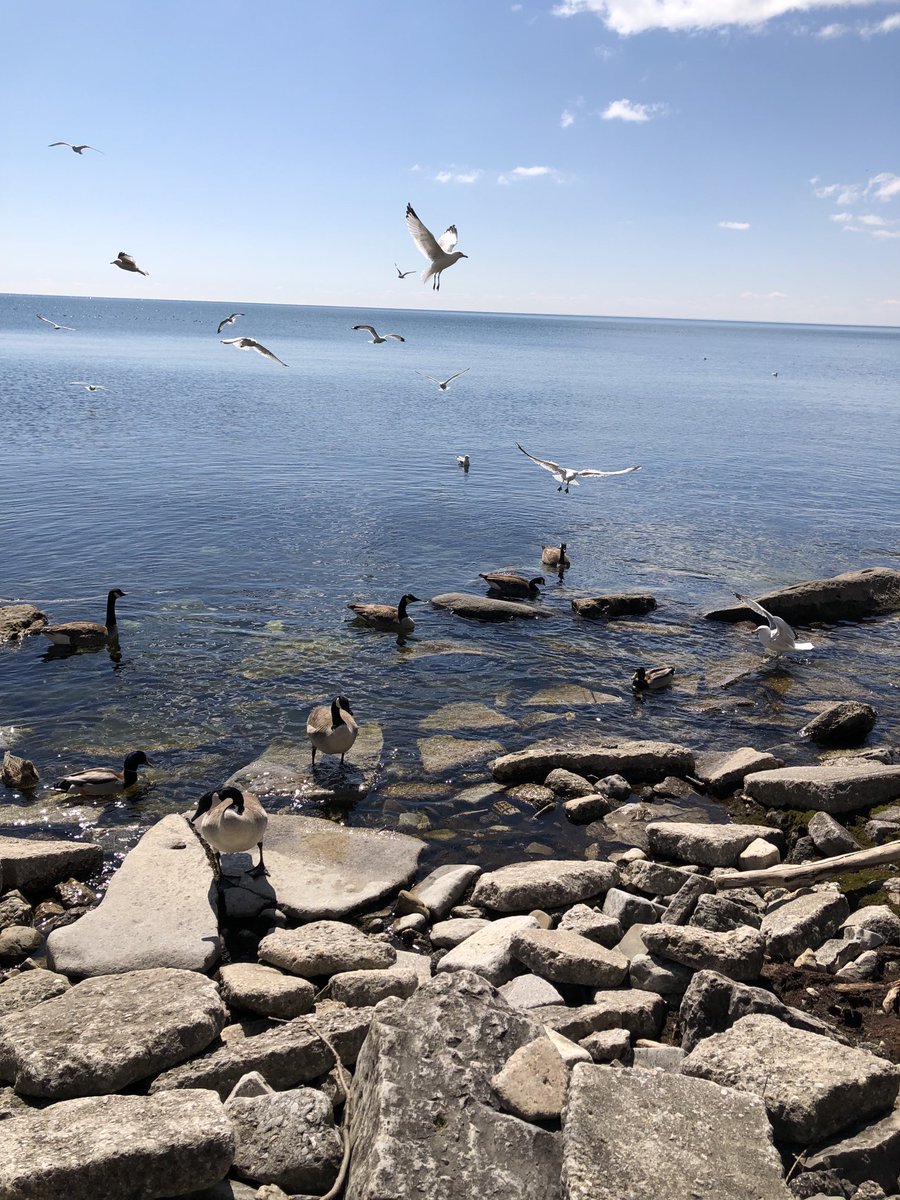 LipoMigena's tweet image. #Howmany seagulls do you see flying and how many geese are swimming? How do you know? Can you guess? @DP_math #mathliteracy ⁦@GlobalMathDept⁩ @brainingcamp #mathplay #mathplay4all