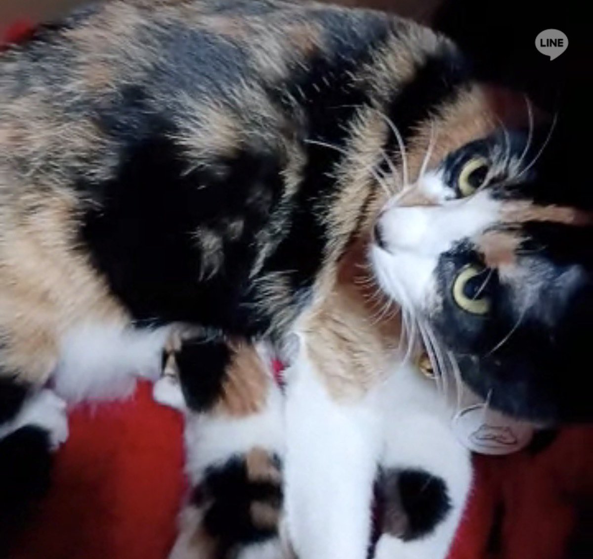 チョチョキリモイス tweet media