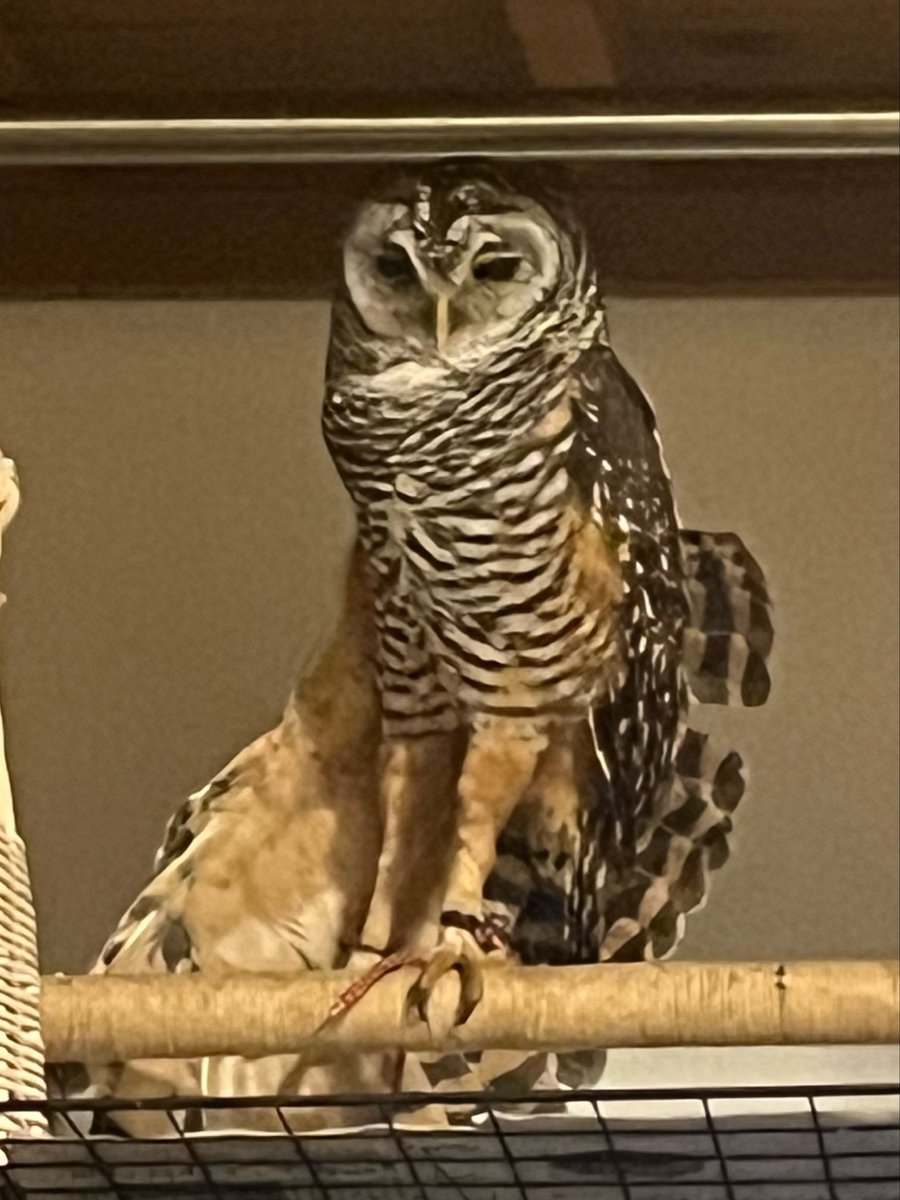 ふくそむ🦉🐍 tweet media