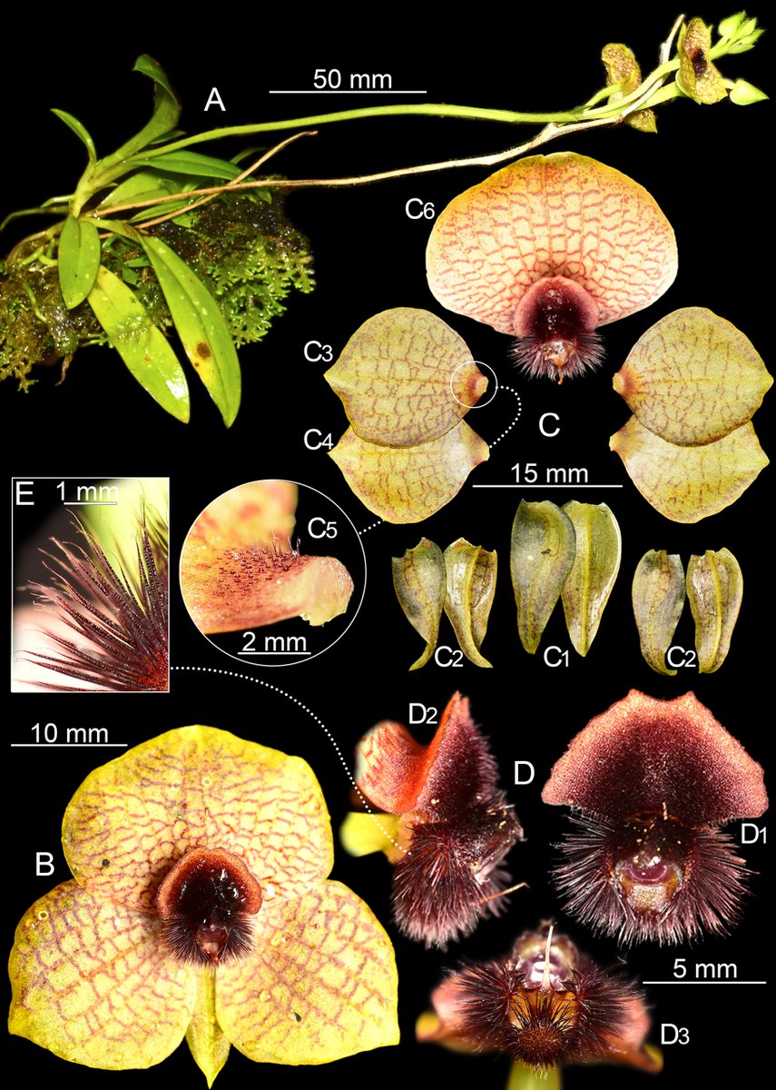 PhytoKeys tweet media