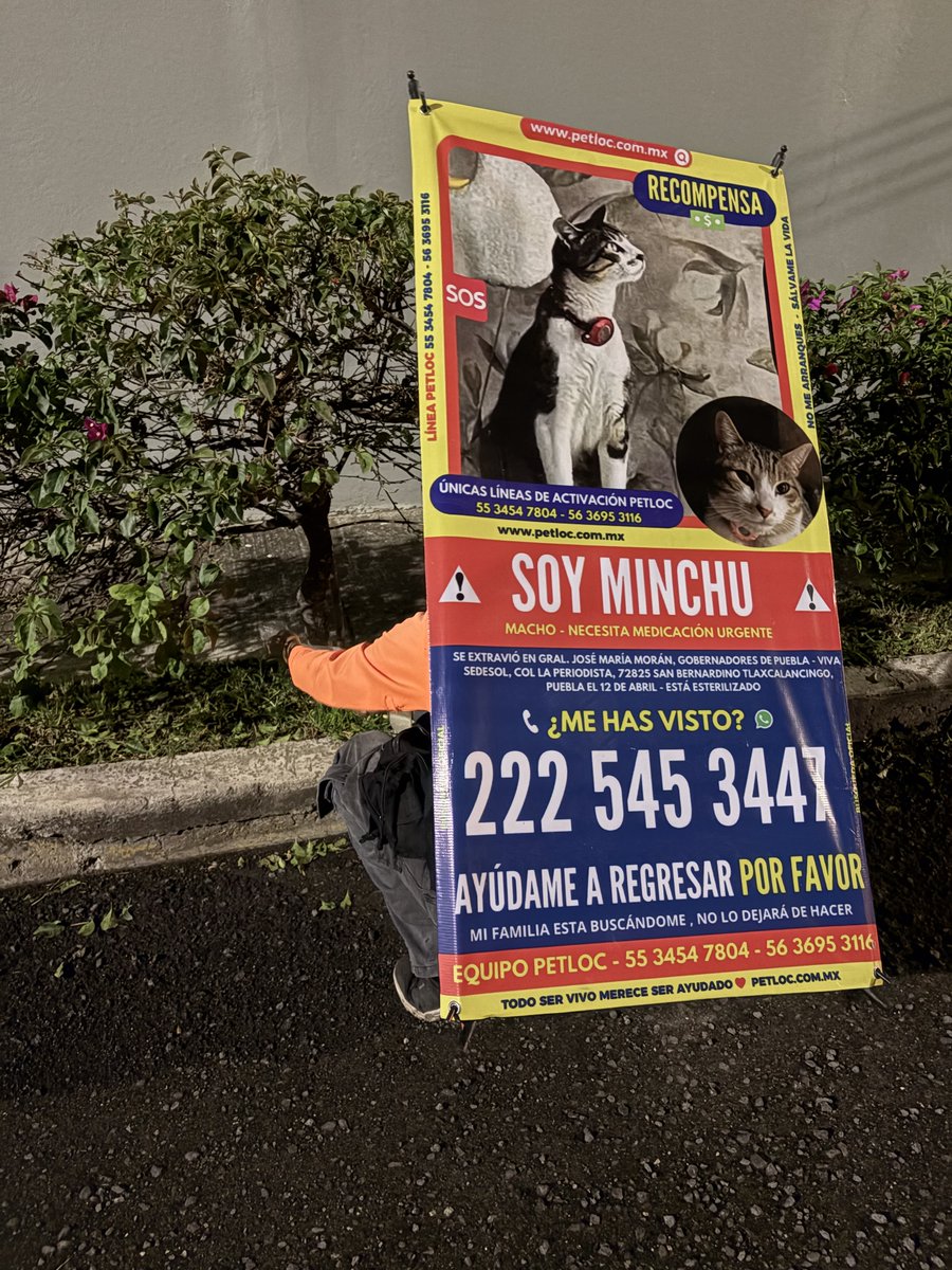 PetlocMX's tweet photo. 🚨BUSCAMOS A MINCHU🚨
Se extravió en la colonia La Periodista, San Bernardino Tlaxcalancingo, Puebla📍

Está esterilizado, ayúdanos a encontrarlo🐱
Si tienes información, comunícate al:
📞222 545 3447

#GatoExtraviado #Puebla #Tlaxcalancingo #PetLoc #AyudaAnimal 🐾🐱 https://t.co/BCwHLcuglD