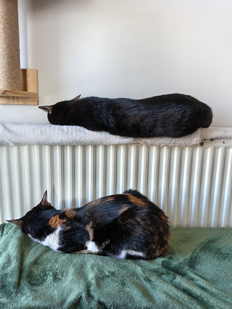 🇯🇵Evergreen🇬🇧 tweet media