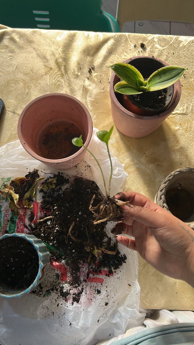 Noni mind in midnight tide tweet media